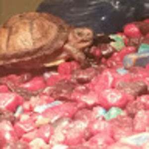 Meet your Posher, Josh